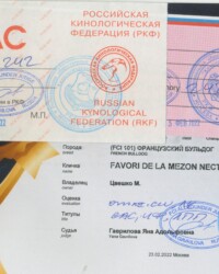 [STORY]-[NECTARINE]-[23.02.2022]-[САС]-РОО КЦ Империя-Москва-Гаврилова Яна