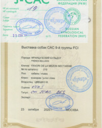 [STORY]-[NECTARINE]-[23.10.2020]-[САС]-РОО КУМИР-Москва-Гаврилова Яна