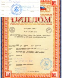 [STORY]-[NECTARINE]-[27.12.2020]-[МОНО]-РОО ОЛСБП Бриз-Москва-Соловьева Ирина