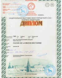 [STORY]-[NECTARINE]-[27.12.2020]-[САС]-МОО КК АКС-Москва-Островская Марина