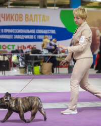 Французский бульдог NECTARINE на выставке, САС, Москва, февраль 2022