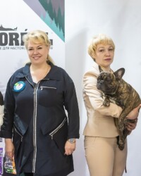 Французский бульдог NECTARINE участвует в выставке, МОНО, Москва, апрель 2021