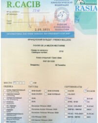 [STORY]-[NECTARINE]-[02.05.2021]-[CACIB]-РКФ-Москва-Куприянова-Шинко Ольга