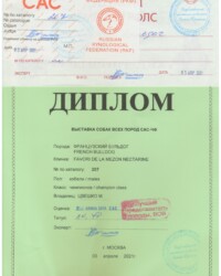 [STORY]-[NECTARINE]-[03.04.2021]-[САС]-МОО КЛДЖ Элегия-Престиж-Москва-Краковская Людмила