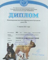 [STORY]-[NECTARINE]-[11.04.2021]-[МОНО]-ТООО КК Чемпион-Тула-Трифонова Ирина