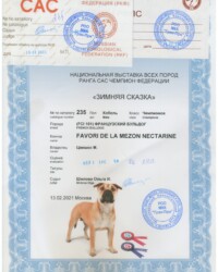 [STORY]-[NECTARINE]-[13.02.2021]-[САС]-РОО МКК Гран-При-Москва-Шилова Ольга