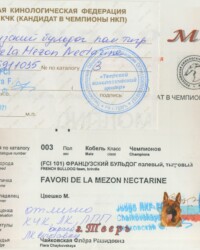 [STORY]-[NECTARINE]-[14.02.2021]-[САС]-ТГ ОО ТКЦ-Тверь-Чайковская Флёра