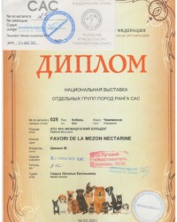[STORY]-[NECTARINE]-[24.03.2021]-[САС]-МКОО Профессионал-Москва-Седых Наталья