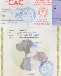 [STORY]-[NECTARINE]-[16.04.2022]-[САС]-РОО КК Бест Шоу Дог-Москва-Прозоров Дмитрий