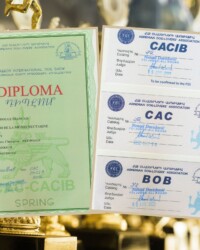 Французский бульдог NECTARINE на выставочной площадке, CACIB, Ереван, апрель 2022