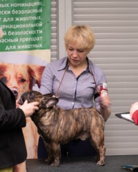 Французский бульдог NECTARINE на выставке, САС, Москва, апрель 2022