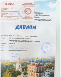 [STORY]-[NECTARINE]-[24.04.2022]-[САС]-РРОО КЛС ЛЕГИОН-Рязань-Белякова Ирина