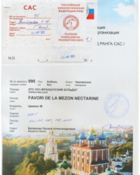 [STORY]-[NECTARINE]-[24.04.2022]-[САС]-РРОО КЦ ФАВОРИТ-Рязань-Белякова Оксана