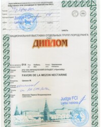 [STORY]-[NECTARINE]-[29.04.2022]-[САС]-МОО КК АКС-Москва-Иванова Лариса