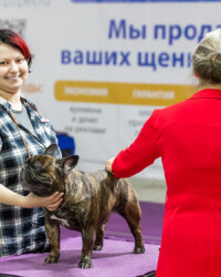 Французский бульдог NECTARINE в день выставки, МОНО, сентябрь 2022
