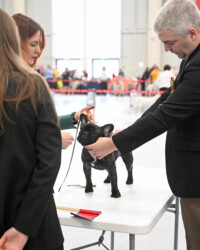 IST SHAIN YAGERMASTER (CH AVIGDORS SAVINO X INT CH AVIGDORS LUCREZIA)