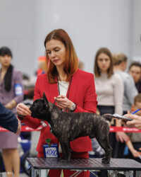 IST SHAIN YAGERMASTER (CH AVIGDORS SAVINO X INT CH AVIGDORS LUCREZIA)