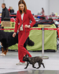 IST SHAIN YAGERMASTER (CH AVIGDORS SAVINO X INT CH AVIGDORS LUCREZIA)
