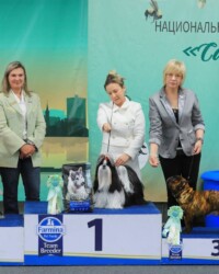французский бульдог чемпион фото