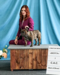 выставки собак французский бульдог