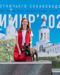 французский бульдог чемпион фото