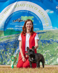 фото французских бульдогов чемпионов