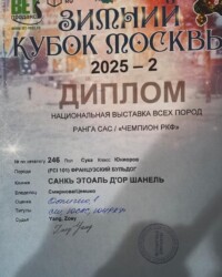 Диплом французского бульдога CINQ ÉTOILES D'OR SHANEL с выставки «Зимний кубок Москвы 2025 - 2»