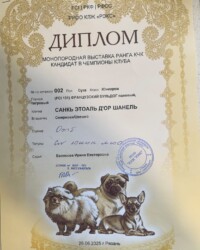 Диплом французского бульдога CINQ ÉTOILES D'OR SHANEL с монопородной выставки в Рязани