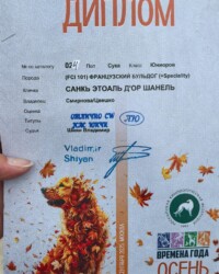 Диплом французского бульдога CINQ ÉTOILES D'OR SHANEL с национальной выставки «Времена года — Осень»