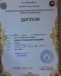 Диплом французского бульдога CINQ ÉTOILES D'OR BARBARIS с выставки «Посад Престиж-2026»