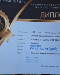 Диплом французского бульдога CINQ ÉTOILES D'OR BARBARIS с выставки «Весенний Посад»