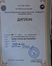 Диплом французского бульдога CINQ ÉTOILES D'OR BARBARIS с монопородной выставки «Весна в Посаде-2026»