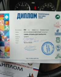 Диплом французского бульдога CINQ ÉTOILES D'OR BARBARIS с монопородной выставки ранга КЧК