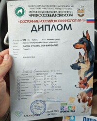 Диплом французского бульдога CINQ ÉTOILES D'OR BARBARIS с рейтинговой выставки «Достояние российской кинологии-1»