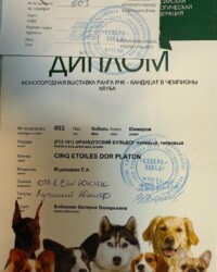 Выставочный материал Платона: 08.12.2024 — Монопородная выставка французских бульдогов