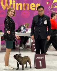 Оскар в стойке в ринге выставки Siberian Winner-2025, Новосибирск
