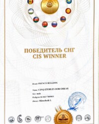 Сертификат «Победитель СНГ», CINQ ÉTOILES D'OR OSKAR