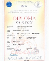 Диплом Оскара, международная выставка GOLDEN APRICOT, Ереван, 25 июня 2025