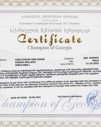 Сертификат чемпиона Грузии, CINQ ÉTOILES D'OR OSKAR