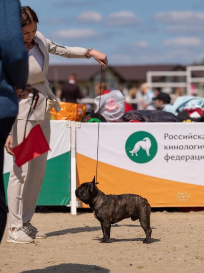 Тигровый французский бульдог в стойке на песчаном ринге у баннера РКФ