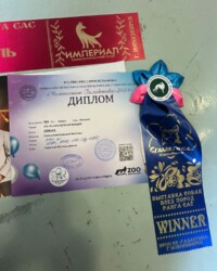 Диплом «Чемпионата Галактики-2024» и розетка победителя