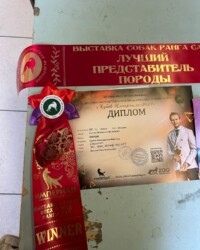 Диплом «Кубка Империала-2024» и лента лучшего представителя породы