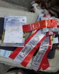 Диплом выставки «Екатеринбург XXI век» и розетки Best Junior и Best of Breed