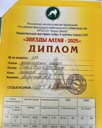 Диплом выставки «Звёзды Алтая-2025» ранга САС