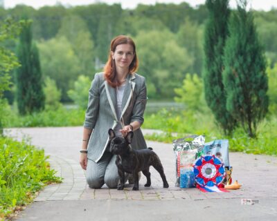 Тигровый французский бульдог в стойке на дорожке парка, рядом розетка и подарки за победу
