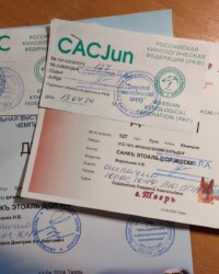 Юниорские сертификаты J-CAC и CACJun, полученные в этот день