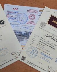 Два диплома и сертификат САС, полученные за один день