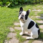 Бело-тигровый французский бульдог сидит у садовой дорожки и смотрит в камеру.