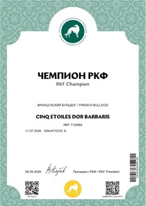 Сертификат «Чемпион РКФ» — CINQ ÉTOILES D’OR BARBARIS, RKF 7134064, выдан 8 сентября 2026 года.